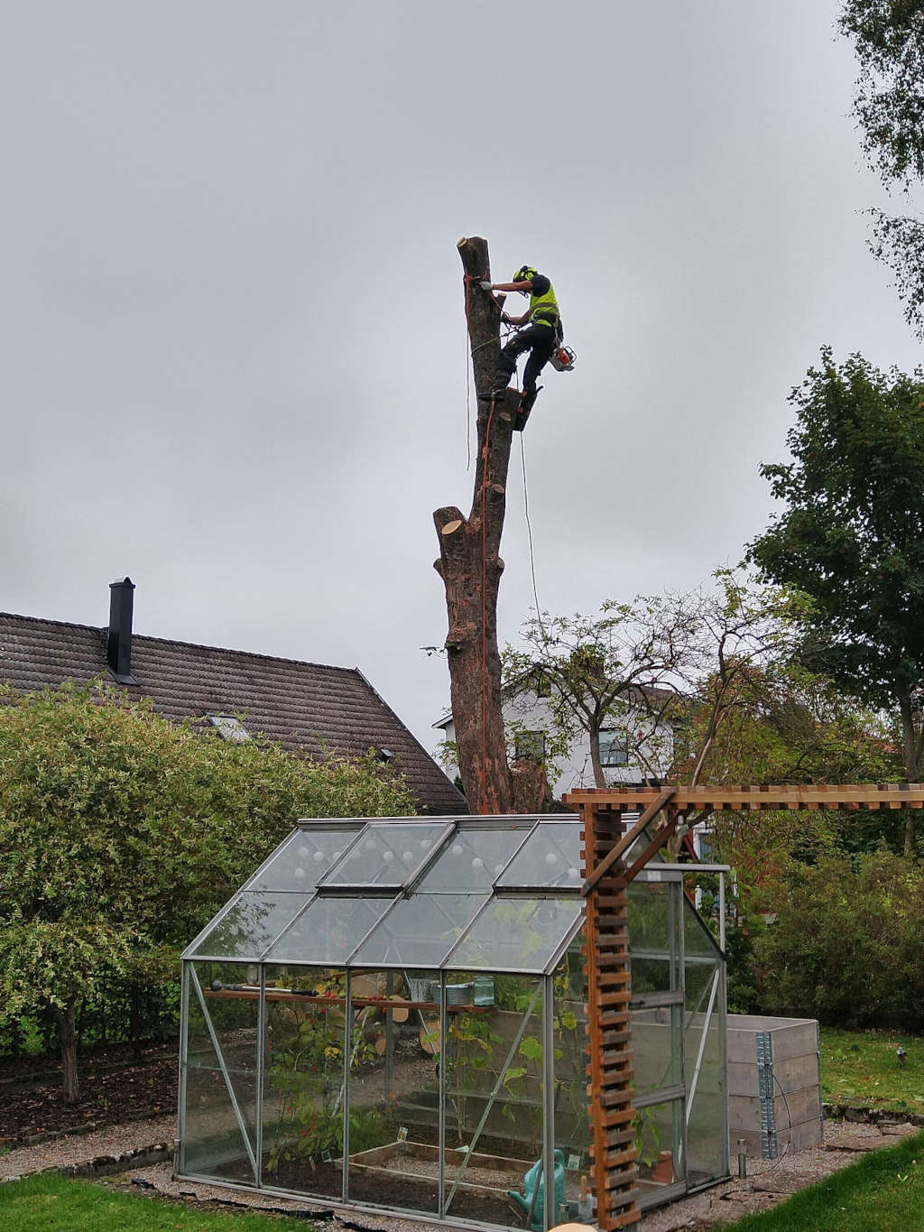 Arborist gör sektionsfällning av träd