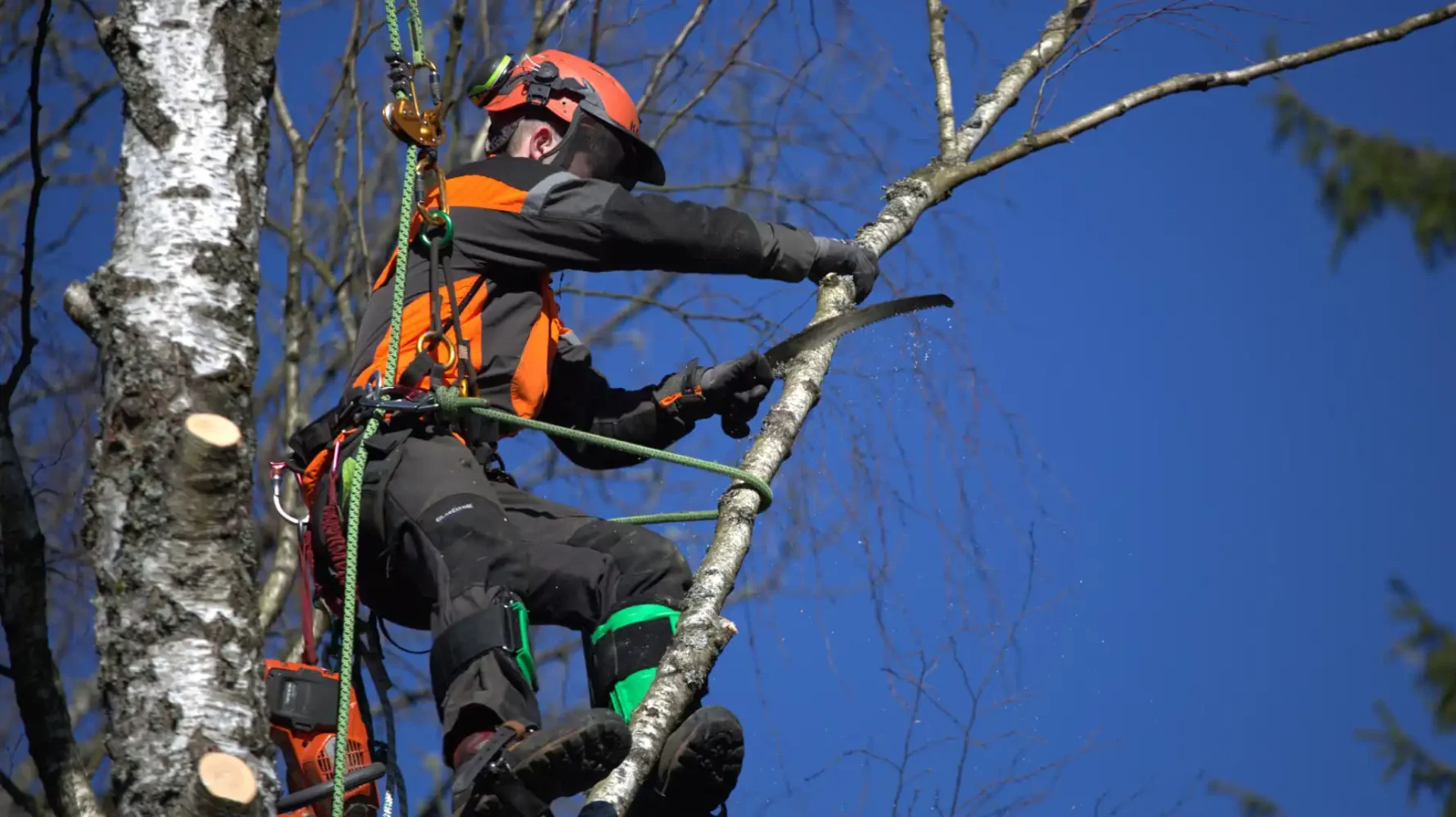NN Tree Service: Trädfällning & Beskärning Skåne